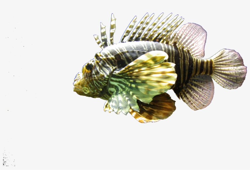 Full Size - Lionfish, transparent png #3458453