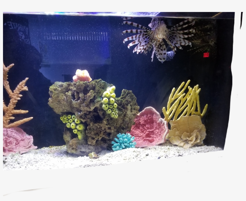 Lion Fish Aquarium Fish Water Ocean Blue Exotic Exotic - Aquarium, transparent png #3458552