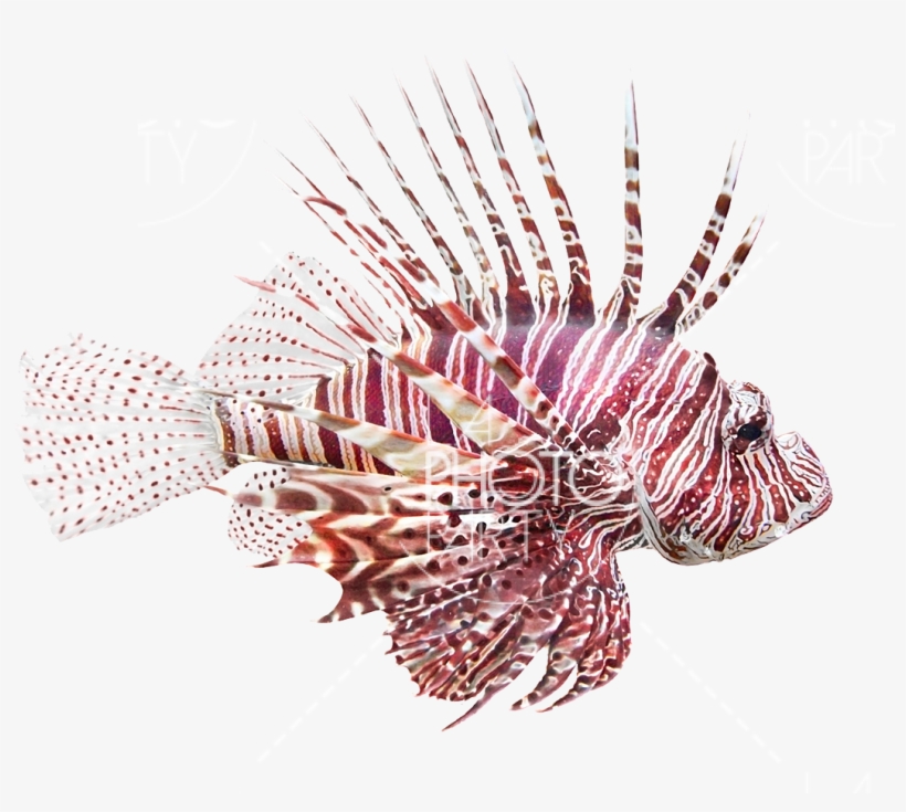 Fish - Fish Lionfish, Pterois Volitans Bath Rug Gear New, transparent png #3458594