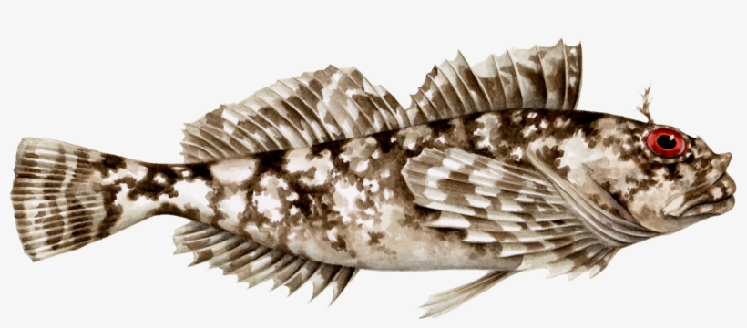 Cabezon Fish Png, transparent png #3458744