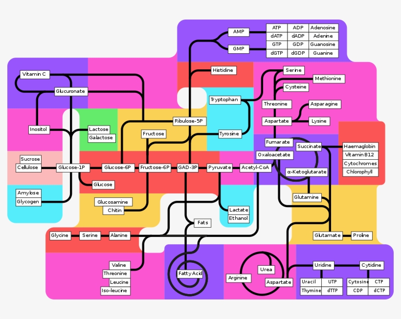 The Template[edit] - Metabolic Pathways, transparent png #3460289