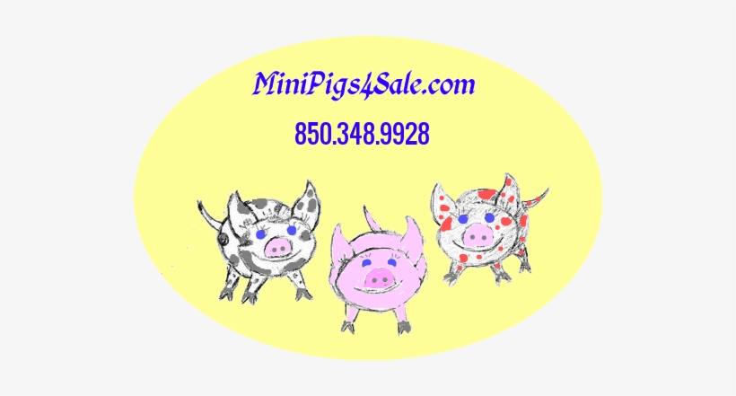 New Logo - Miniature Pig, transparent png #3462789