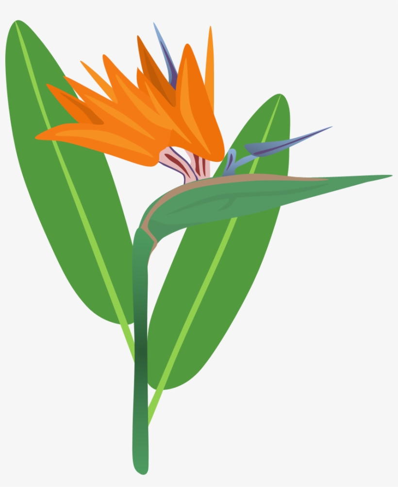Bird Of Paradise Clipart - Birds Of Paradise Png, transparent png #3466001