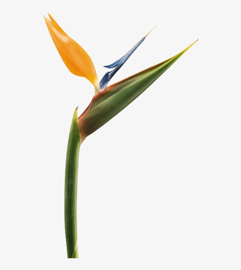 Bird Of Paradise Transparent, transparent png #3466147