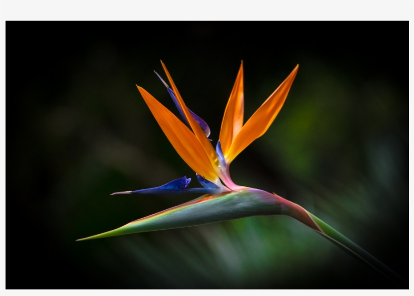 Bird Of Paradise, transparent png #3466195