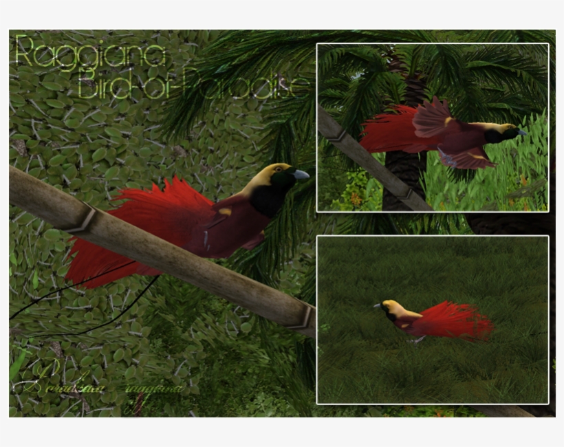 Raggiana Bird Of Paradise - Zt2 Bird Of Paradise, transparent png #3466222