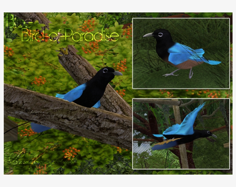 Blue Bird Of Paradise - Zt2 Bird Of Paradise, transparent png #3466437