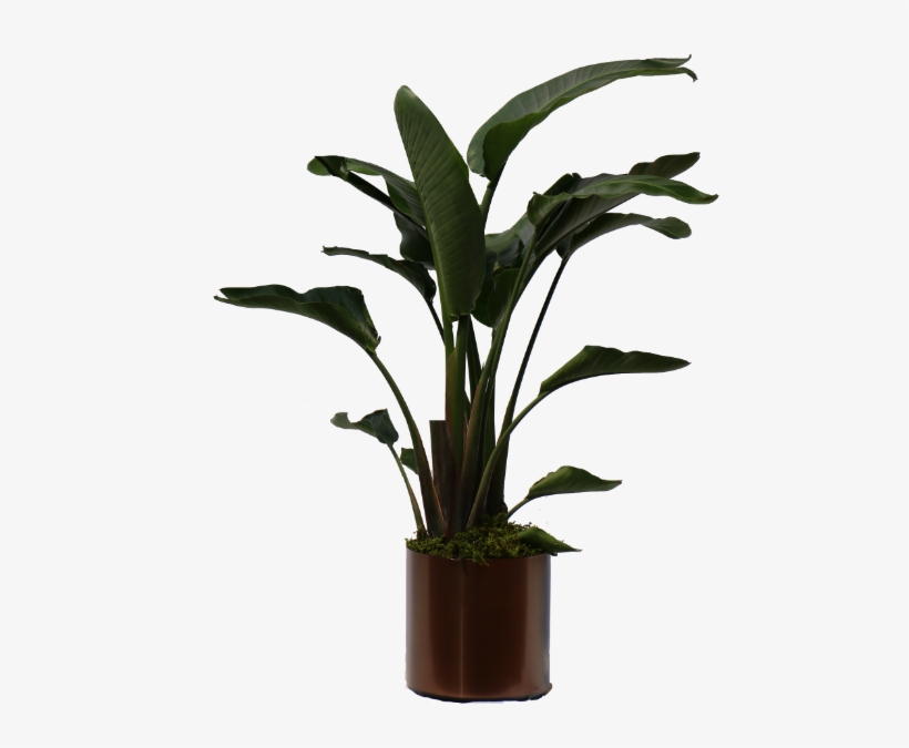 #bird Of Paradise- Package - Banana Plant, transparent png #3466643
