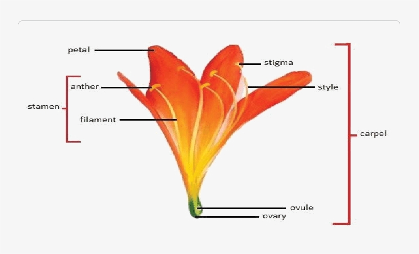Flower Anatomy In Clivia Miniata - Bird Of Paradise Flower Diagram, transparent png #3467018
