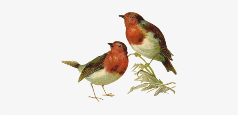 Victorian Birds 1 Quaddles By Quaddles - Victorian Birds, transparent png #3468377