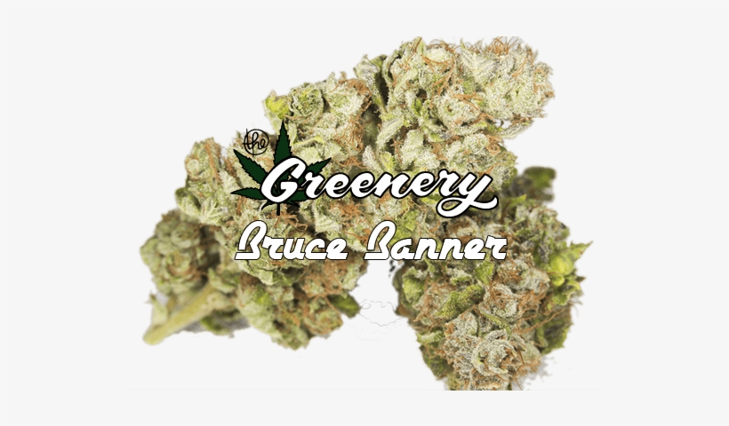 Bruce Banner - Weed Strain Png, transparent png #3469514