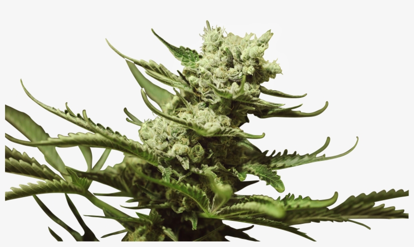 Bruce Banner Iii - Flower, transparent png #3469584