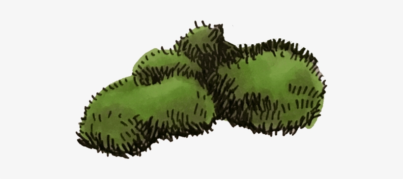 Read More - Durian, transparent png #3469851