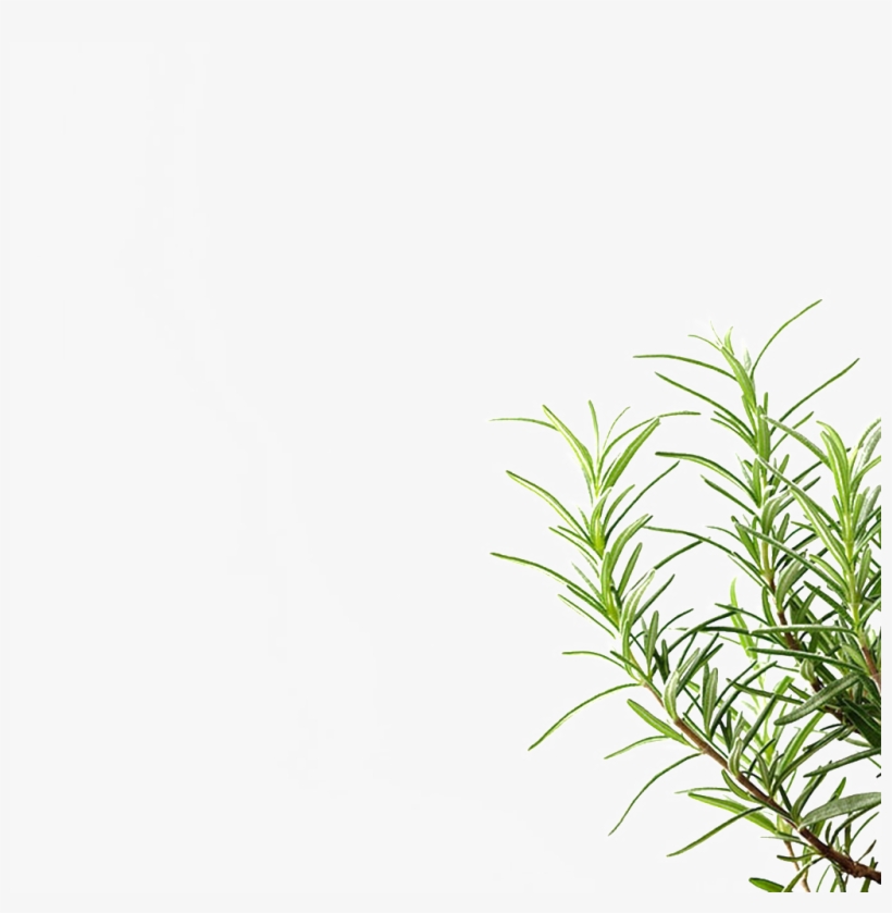 Png Transparente De Tres Plantas En La Carretera - Portable Network Graphics, transparent png #3471954