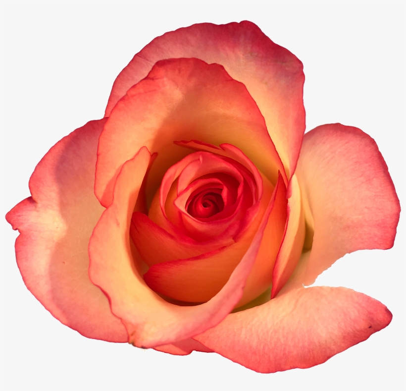 Roses In The Void By Will Gee - Rose, transparent png #3475306