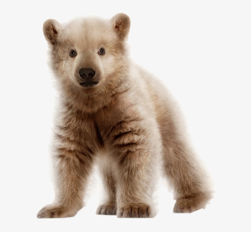 Polar Bear Grizzly Hybrid Cub - Polar Bear And Grizzly Bear Cub, transparent png #3476600