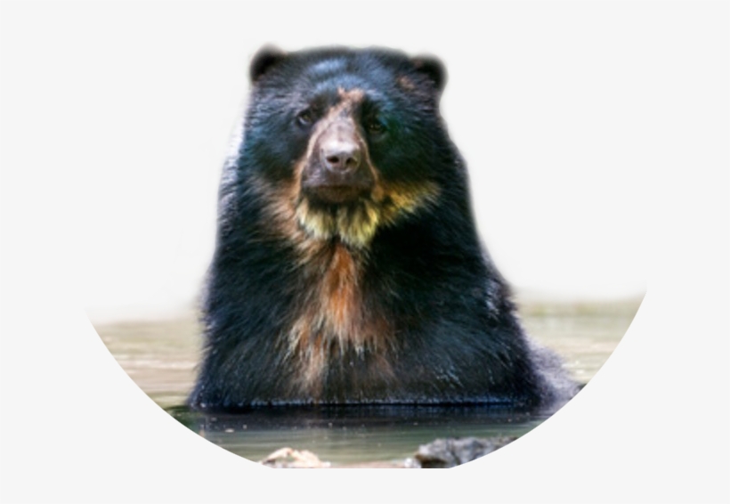 Tremarctos Ornatus Tremarctos Ornatus Spectacled Bear - Spectacled Bear, transparent png #3476989