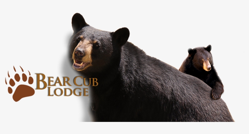 Share This Page - Elk Springs- Bear Club Lodge, transparent png #3477150