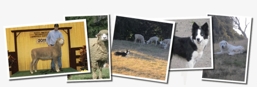 Reister Farms - Pozole, transparent png #3477808