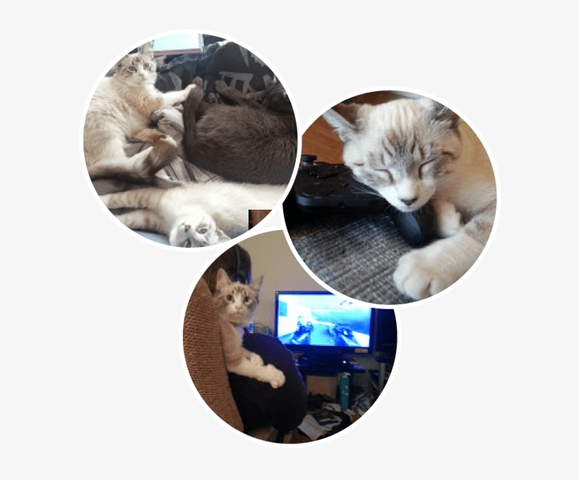 Artemis And Luna - Asian, transparent png #3478716