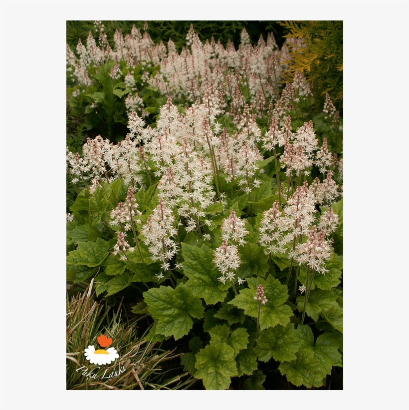 Tiarella 'tiger Stripe' - Great Masterwort, transparent png #3480620