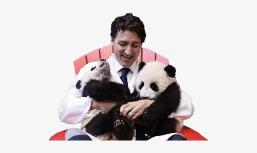 Justin Troudeau Holding Two Pandas Png - Justin Trudeau Panda Gif, transparent png #3482042