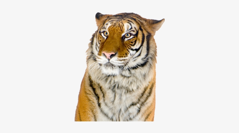 Giant Realistic Flying Tiger - Siberian Tiger, transparent png #3488378