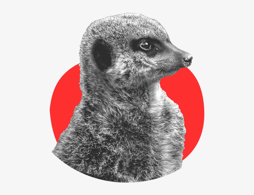 Meerkat Brown, transparent png #3490640