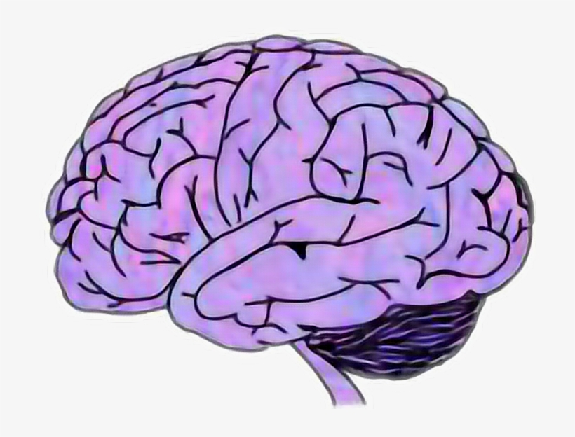 Report Abuse - Brain Sticker, transparent png #3493926