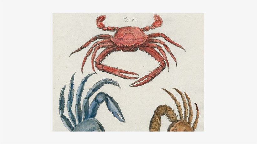 Crabs - Guinotia Dentata, transparent png #3494092