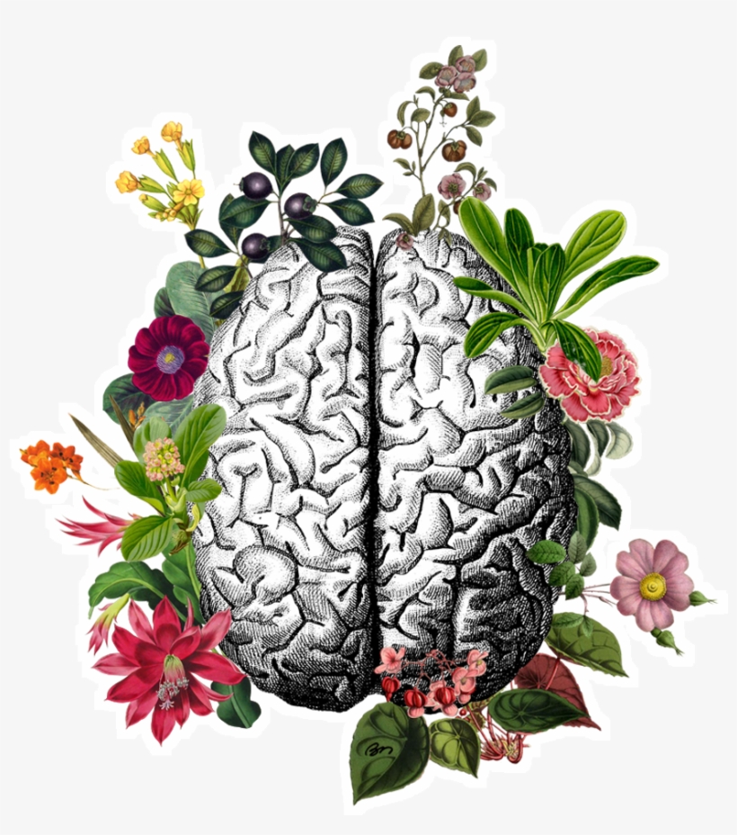 Adesivo Cérebro De Beatriz Menesesna - Poster: Naxart's Vintage Brain, 19x13in., transparent png #3494155