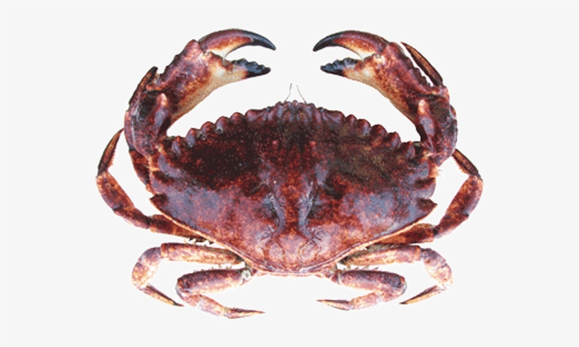 Red Rock Crab - Rock Crab, transparent png #3494289