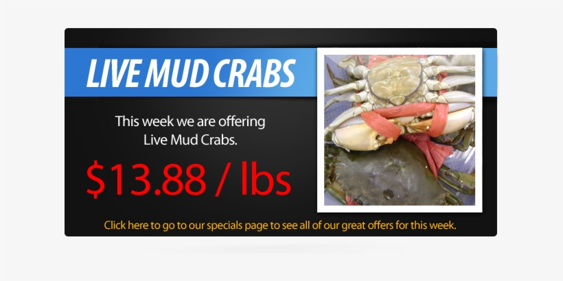 Live Mud Crabs » Live Mud Crabs - Mud Crab For Sale, transparent png #3494581