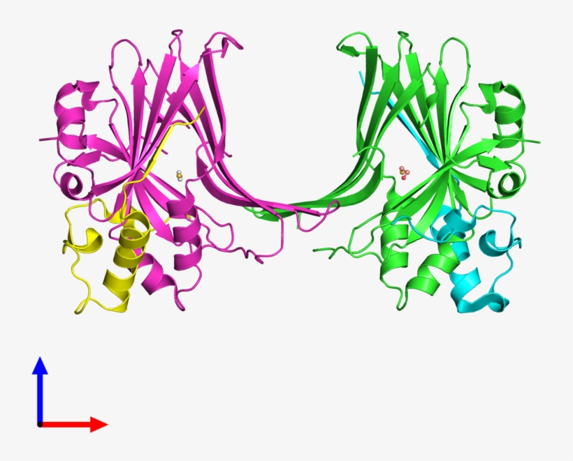 Pdb 3kys Coloured By Chain And Viewed From The Front - Graphic Design, transparent png #3495164