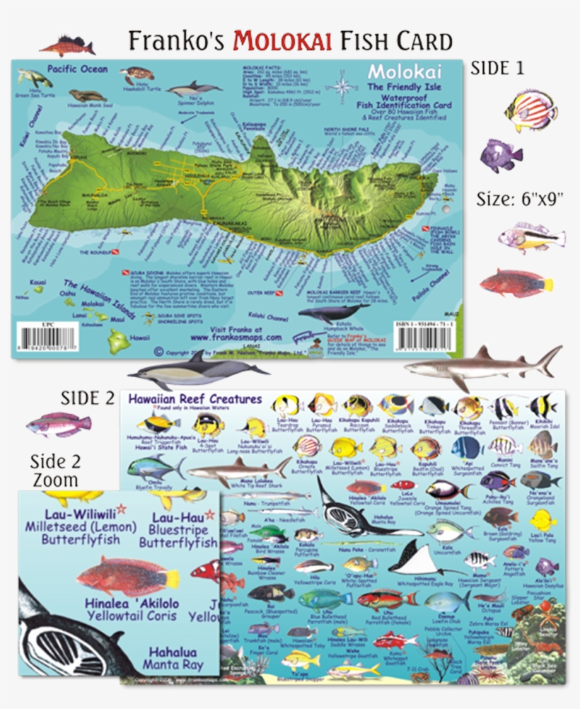Franko Maps Molokai Hawaii Reef Dive Creature Guide - Franko Maps Molokai Reef Creatures Card Mini, transparent png #3495165