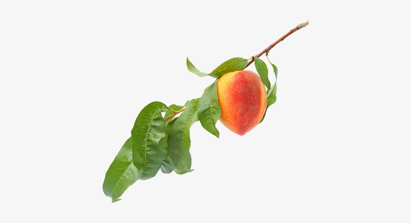 Peach Flavor - Peach Branch Png, transparent png #350022