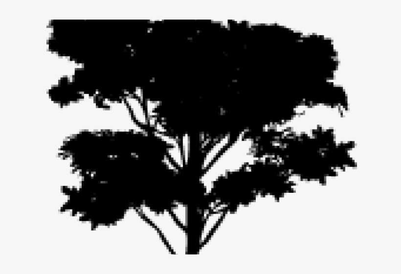 Tree Vector Png - Photoshop Trees, transparent png #350089