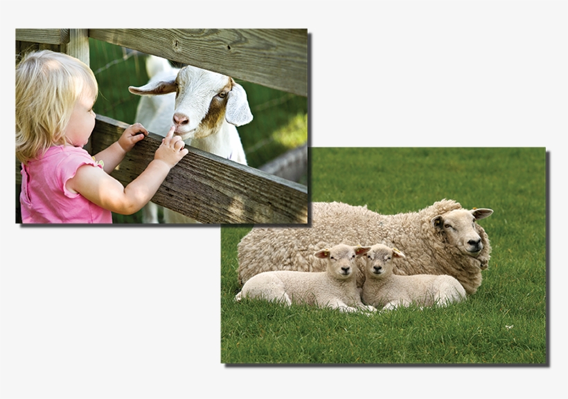 Goats And Sheep - Cafepress Sticker (rectangle) - Two Little Lambs Looking, transparent png #350297