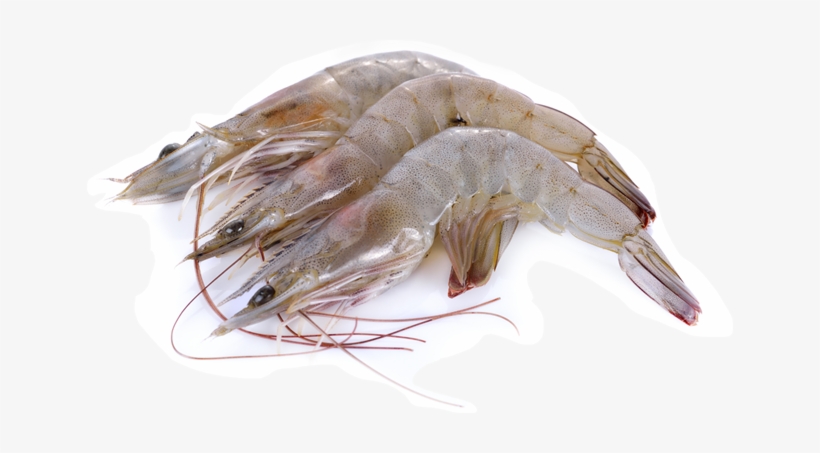 Shrimp - Vannamei Hoso, transparent png #350499