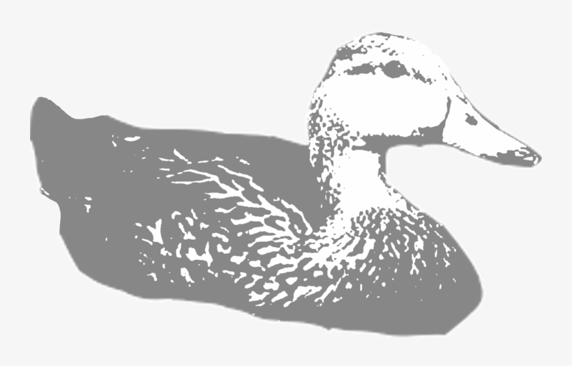 Molted-duck - Duck, transparent png #350518