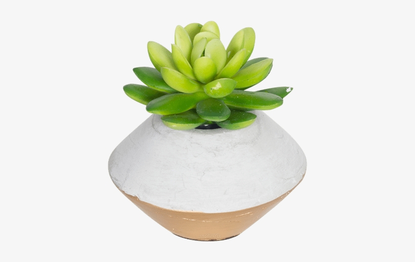 Mini Faux Succulent In Concrete Planter Gold - Succulents Transparent In Pot, transparent png #351025