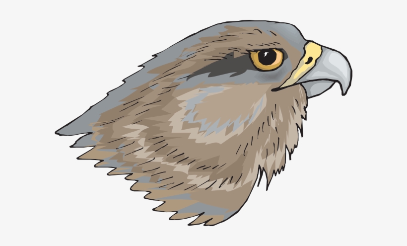 Free Hawk Clipart The Cliparts - Cabeza De Un Ave, transparent png #351439