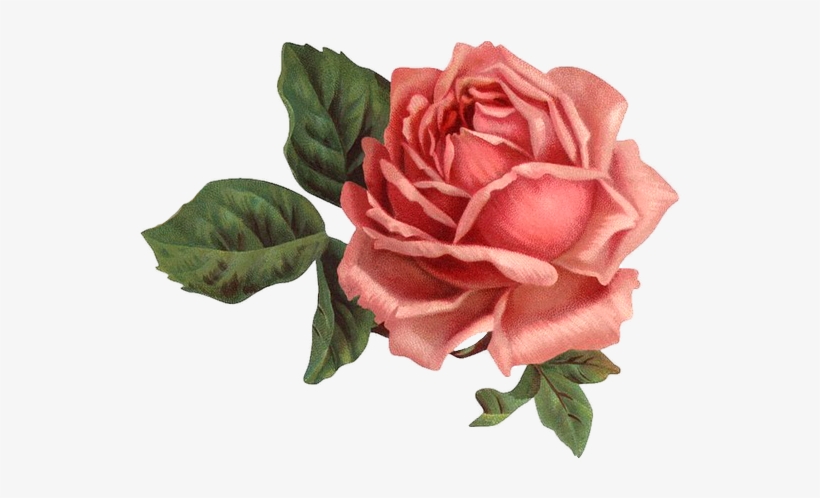 Imágenes Vintage - Old Rose Informant By Brent C Dickerson, transparent png #351673