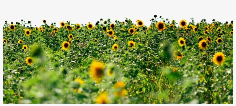 Sunflowers - Field Of Sunflowers Png, transparent png #351971