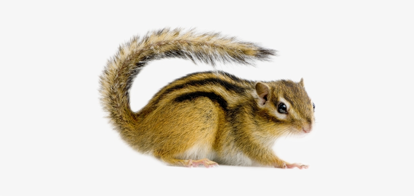 Squirrel - Animal Que Se Parece A Una Ardilla, transparent png #352035