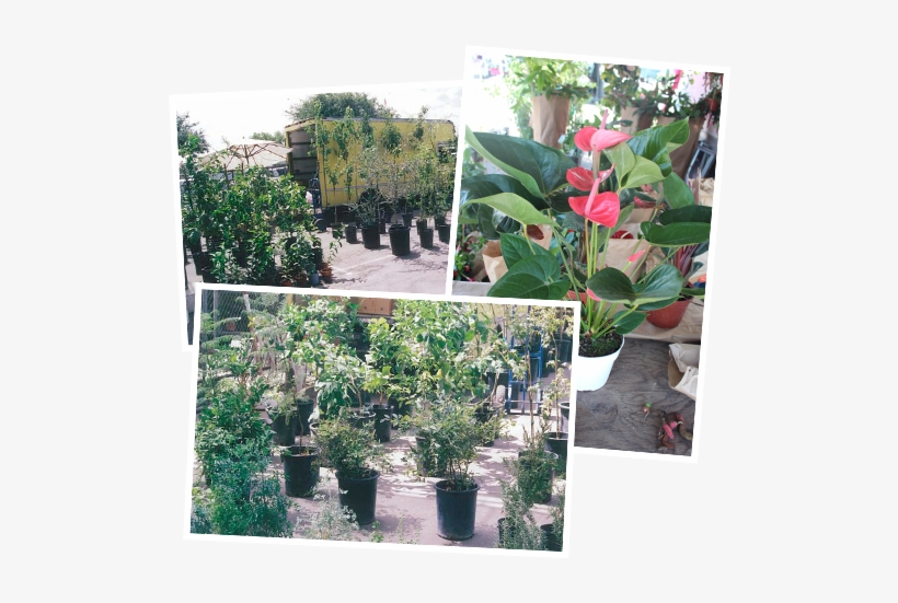 Garden - Honeysuckle, transparent png #352112