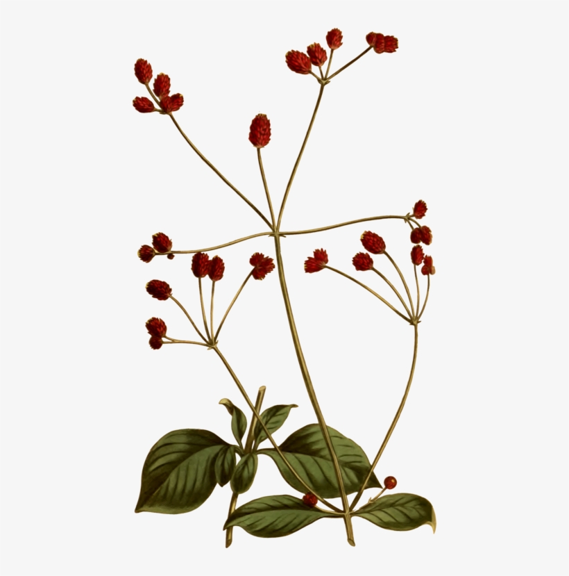 Botany Illustration Painting Petal Free Commercial - Botany, transparent png #352302
