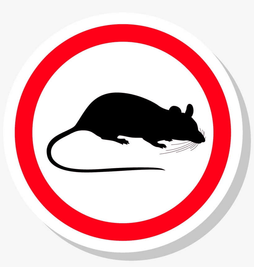 Rats And Mice - Rat, transparent png #352766