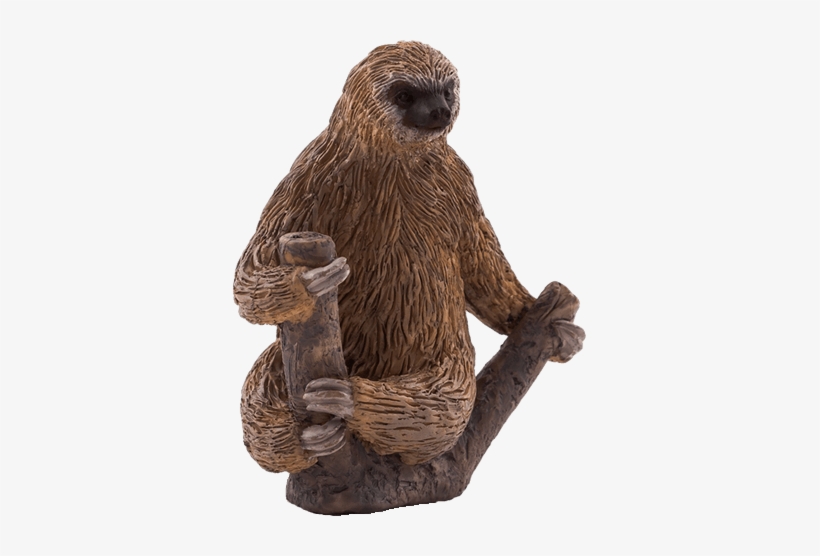 Did - Animal Planet - Two Toed Sloth, transparent png #352770
