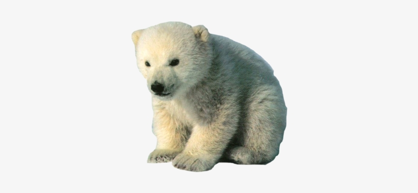 Bear - Animals With Hair And Fur, transparent png #353432